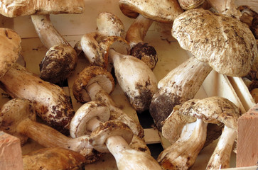 mushrooms on a wooden background