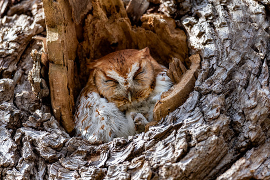 A lazy Eastern Screech Owl perched in a tree cavity.