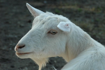 白いヤギ