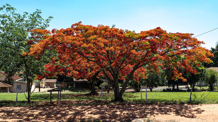 Fototapeta premium Fazenda 