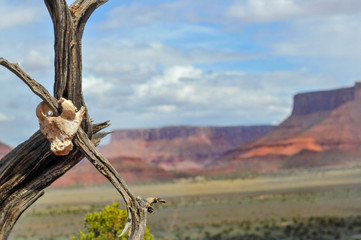 Skull with a view