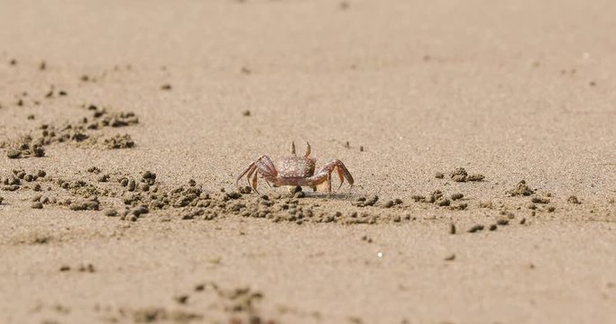 Ghost crab crawling on a sandy beach making little balls of sand