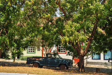 abandoned truck under mango tree