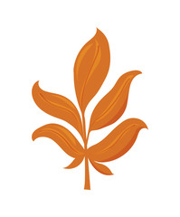 beautiful autumn leaf on white background