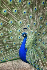 Naklejka premium Peacock