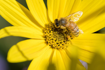 A macro of a western honey bee busy at work pollinating the flower garden. Raleigh, North Carolina.