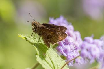 Macro of a clouded skipper perched on a leaf on four of its six legs with a green and purple background.