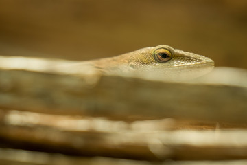 A Carolina anole peeks over some wood at Crowder Park in Apex, North Carolina.