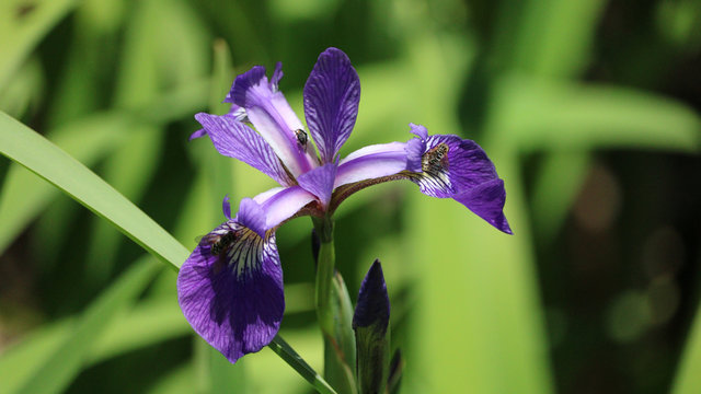 Bees on Iris Flower