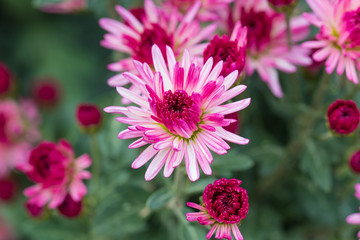 Fototapeta premium Pink chrysanthemums close up in autumn Sunny day in the garden. Autumn flowers. Flower head