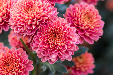 Pink chrysanthemums close up in autumn Sunny day in the garden. Autumn flowers. Flower head