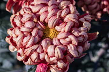Beautiful  chrysanthemums close up in autumn Sunny day in the garden. Autumn flowers. Flower head