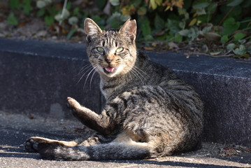猫
