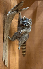 Raccoon hanging on the fence