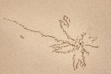 Random and unique patterns are formed  by soldier crabs (Mictyris longicarpus) as they discard sand balls as they eat.