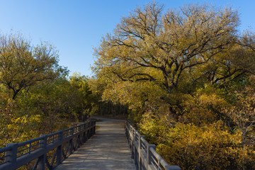Fototapeta na wymiar Pedestrian bridge and concrete walkway in the autumn park on a sunny day.