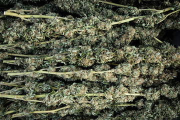 Dried Marijuana Buds After Harvest