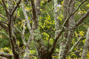 Fototapeta premium Tree with Lichen