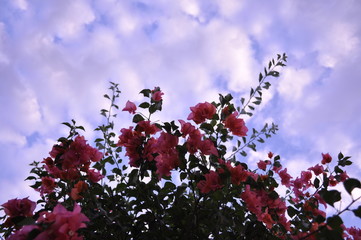 Cielo de flores