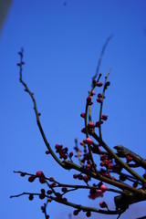 梅　紅梅　青空　花　つぼみ　枝　昼間　青　ピンク　春