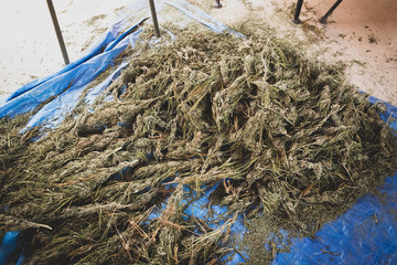 Trimming Marijuana Plants After Harvest