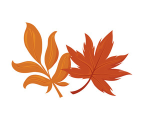 beautiful autumn leaves on white background