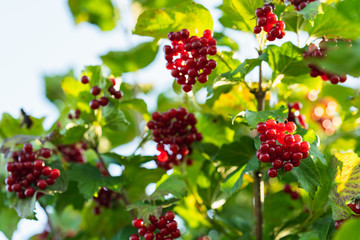 Guelder-Rose Berries. Branch of Red Guelder- Rose Berries in Morning Sunshine