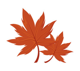 beautiful autumn leaves on white background