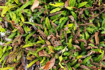 Green plants in the garden