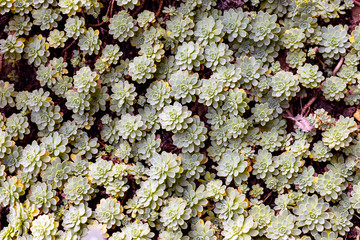 Small Sedum plants cover, top view