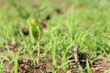 macro photo selective focus on green sprouts, shoots, seeds as background - foto makro fokus selektif pada kecambah hijau, pucuk, benih sebagai latar belakang