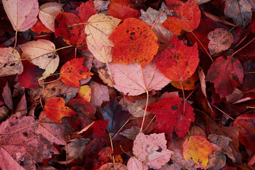 Multi-colored fallen autumn leaves create a rich color backdrop and background as they lay  on the ground after heavy rains and wind blew them off trees during an autumn storm