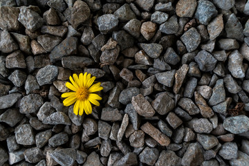 Imagen milimalista de una flor color amarillo sobre unas rocas de colores marrones y grises.