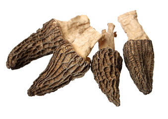morel mushrooms on white background