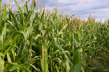 Fototapeta premium Corn field and blue sky with clouds.