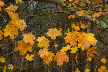 Yellow orange autumn leaves hang on to tree limbs after an overnight rain
