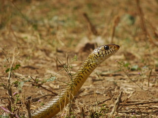 A snake on a field