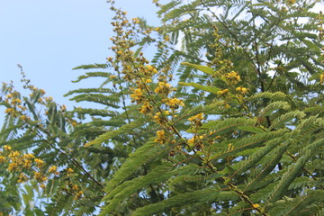 Senna siamea