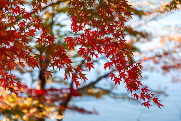 (山梨県ｰ風景)山中湖畔のもみじ