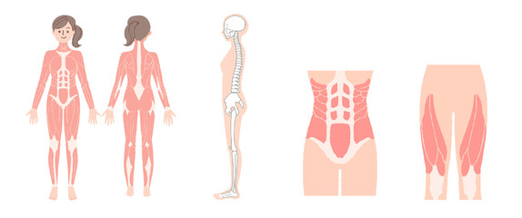 女性の筋肉と骨格　 - obrazy, fototapety, plakaty