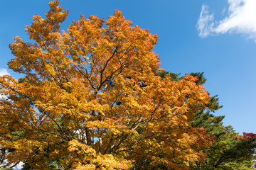 (山梨県ｰ風景)山中湖畔の紅葉する木々４