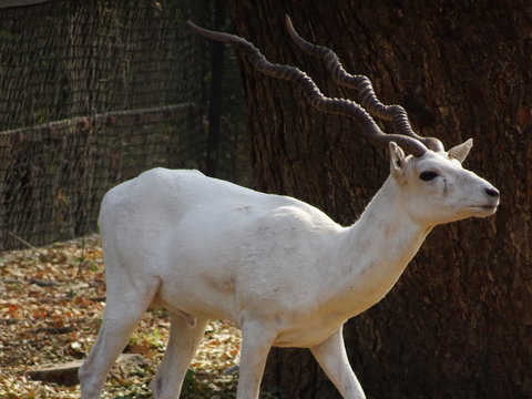 A white deer 