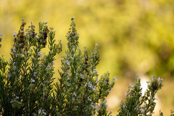 Rosemary bush with honey bee close up view