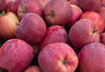 Apples in autumn in China