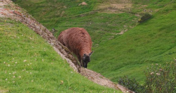 Llamas grazing on a hillside in the Andes