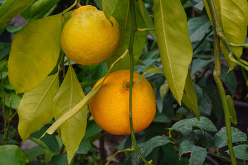 Uncultivated fresh mandarin on the tree branch
