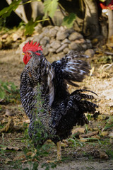 Famous denizli hen rooster crowing and roaming on the field