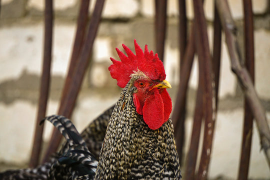 Famous denizli hen rooster crowing and roaming on the field