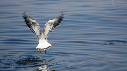 Beautiful white seagulls stunting on the sea