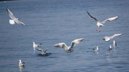 Beautiful white seagulls stunting on the sea